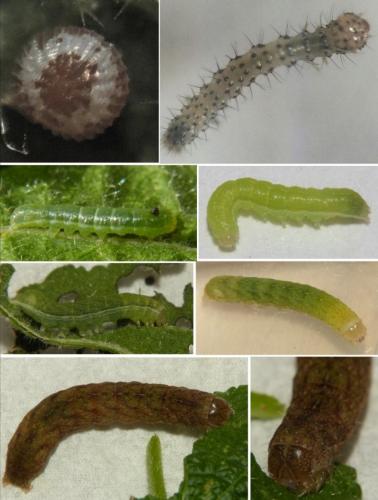 Réf. 273 500 : Phlogophora meticulosa
